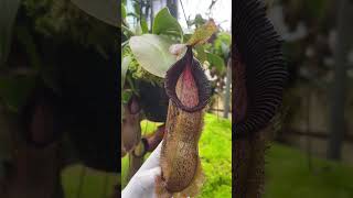 Auction Item Short BE3793  N spathulata x hamata nepenthes [upl. by Acsecnarf]