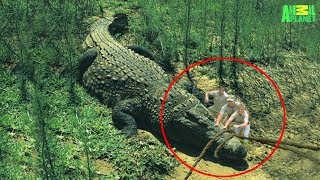 7 Largest Crocodiles Ever Recorded [upl. by Sadnalor]