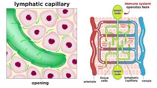 The Circulatory System Part 3 The Lymphatic System [upl. by Einafpets]