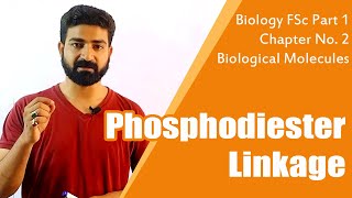 Phosphodiester Linkage  Nucleic Acids  Biochemistry  Biology FSc  UrduHindi [upl. by Hahn]