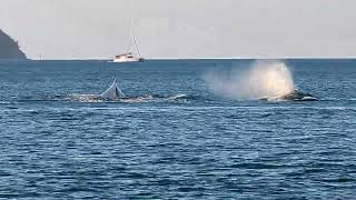 Fast Forward to Queensland The Whales of Stonehaven 02Sep24 [upl. by Attener]