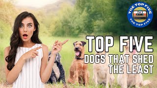 The Top 5 Dogs That Shed the Least 4K [upl. by Nnaihs713]