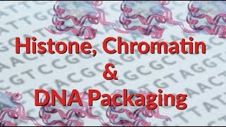 Histone  Chromatin  Nucleosome  DNA Packaging [upl. by Kotta600]