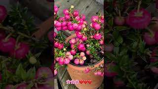 blomster drammen followme norway keşfet öneçıkar çiçek popular followforfollowback takipet [upl. by Xam]