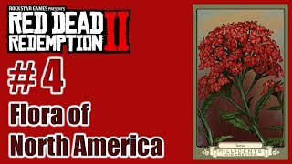 RDR2  Flora of North America – 04 Yarrow  Cigarette Card – Türkçe – Tayperyum [upl. by Amoreta]