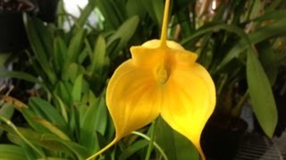 Orchid care Masdevallia Kimballiana Orchid [upl. by Maryjo]