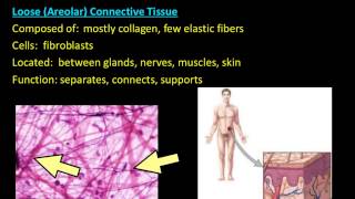 Histology Connective Tissue [upl. by Nagoh]