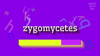 ZYGOMYCETES  HOW TO PRONOUNCE ZYGOMYCETES zygomycetes [upl. by Dorree]