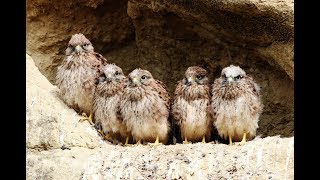 Common Kestrel bringing food to the nest with 6 chicks 18 minutes  Cyprus [upl. by Amiaj]