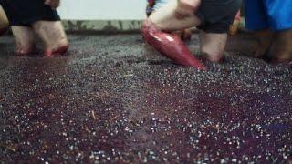 Making Port Wine in Portugals Douro Valley [upl. by Siuoleoj452]