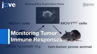 Orthotopic Model Serous Ovarian CancerImmunocompetent Mice Tumor Imaging l Protocol Preview [upl. by Bonnice]