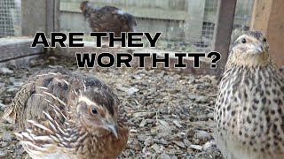 Things I Wish I Knew Before Raising Coturnix Quails [upl. by Sidonius]