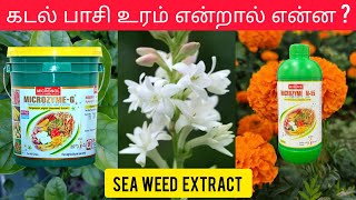 Seaweed Fertilizer  Bio Stimulent  Tamil [upl. by Bergin892]