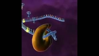 DNA replication animation video 🧬 [upl. by Roger]