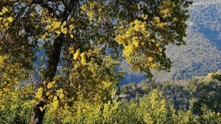 Sur les crêtes du Tanneron  Quand fleurissent les mimosas [upl. by Maison578]