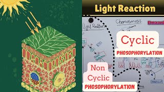 Mechanism of Light ReactionNonCyclic phosphorylation Cyclic phosphorylation Chemiosmosis [upl. by Binni]