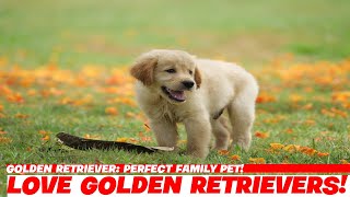 Golden Retriever Perfect Family Pet [upl. by Reiners757]