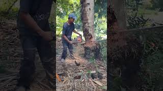 Penebangan pohon kelapa umur 60 tahuntinggi 22meter [upl. by Kilk]