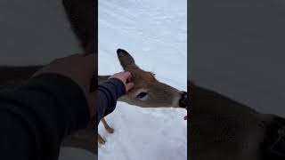 A heard of deer invaded my yard in the middle of a snowstorm animals deer edit touchingstory [upl. by Franky623]