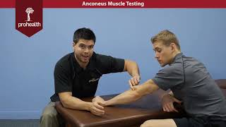 Anconeus Muscle Test Palp Dr Vizniak Muscle Manual [upl. by Timms708]