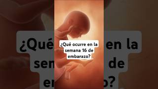 🤔 ¿Qué ocurre en la semana 16 de embarazo 🤰 Síntomas y desarrollo del bebé [upl. by Attennaj]