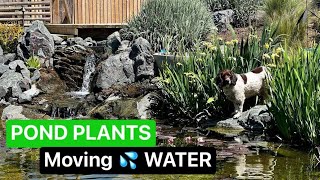 POND PLANTS for Moving Water Pondless Waterfalls [upl. by Nageet]