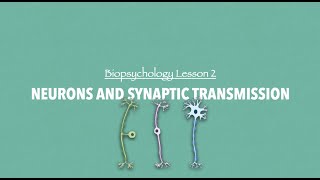 ALevel Psychology AQA Neurons and Synaptic Transmission [upl. by Sudnak]