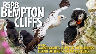 Bempton Cliffs  Bempton Cliffs  Gannets Puffins and more [upl. by Frodi]