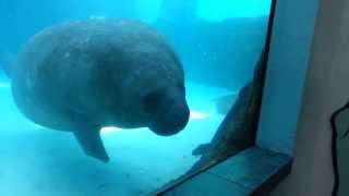 Funny manatee runs into window aquarium [upl. by Hoban]