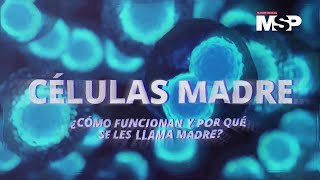 Células madre ¿Cómo funcionan y por qué se les llama madre  EspecialMSP [upl. by Ralston]