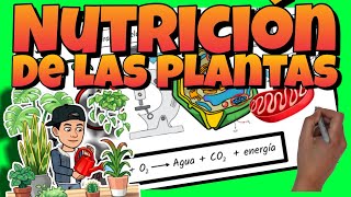 🌱 La NUTRICIÓN de las PLANTAS [upl. by Pyszka459]