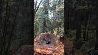 daily mtb crashes🤣 mtb mtbcollapse downhill mtbfail viralvideo mtbcrash youtubeshorts [upl. by Aivalf]