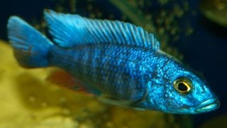 sciaenochromis fryeri  cichlid [upl. by Aiahc]