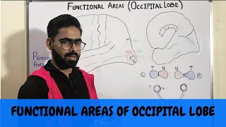 FUNCTIONAL AREAS OF OCCIPITAL LOBE  NEUROANATOMY OF CEREBRUM PART 7 [upl. by Armillia]