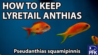 THE EASIEST ANTHIAS TO KEEP [upl. by Paterson]