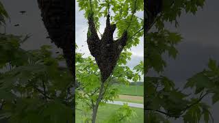 swarm in a tree [upl. by Busey419]