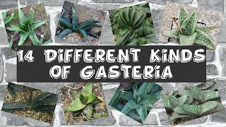 14 Different Kinds Of Gasteria [upl. by Besse]