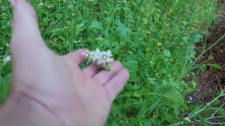 swale building 6 cover crop keep growing [upl. by Belinda]