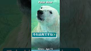 肉を見つけた瞬間 目が丸くなるキロルのパクパクタイム ホッキョクグマPolarbear shorts [upl. by Otrebire]