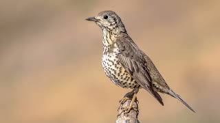 The song of the Mistle thrush  Bird Sounds  10 Hours [upl. by Alesig903]