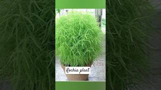 kochia plant how to grow kochia from seeds garden houseplants shortvideo [upl. by Locin158]