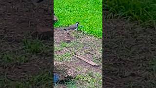 redwattled lapwing🐦🐦❤️ srilankan kirala bird seen in open areas a beautiful bird🐦🐦❤️ [upl. by Ettegdirb]