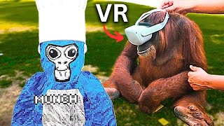 I Taught a Real ORANGUTAN To Play Gorilla Tag VRsportlandnoe [upl. by Farleigh121]