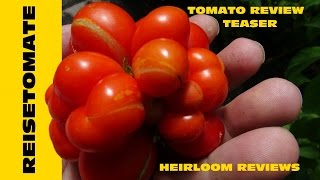 ⟹ Reisetomate Tomato Voyage Solanum lycopersicum tomato review 2016 [upl. by Nikos]