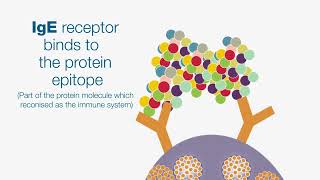 Hydrolysis  Hydrolysed Proteins [upl. by Aneela]