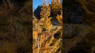 Larch season is here and Washington’s high alpine areas are exploding with color washington larch [upl. by Eenoj]