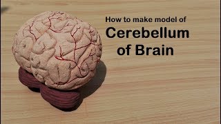 How to make Brain Cerebellum Model 3d thermocolStyrofoam carving [upl. by Annoel198]