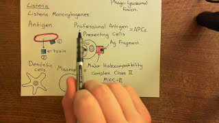 The Adaptive Immune Response and Immunosuppressants Part 2 [upl. by Sanger645]