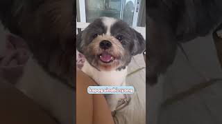 Flashy Tip 2 🐾 funnyvideos funny funnyshorts [upl. by Nahtnoj]