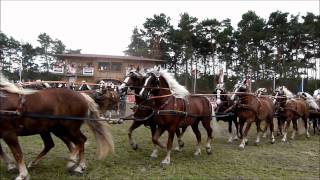 Titanen der Rennbahn 2011Super Quadrille mit 100 Kaltblut  Pferden 10x10 [upl. by Waldack]